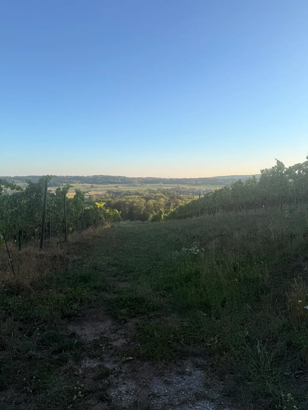 Traumhafte Aussicht in mitten des Rebberges
