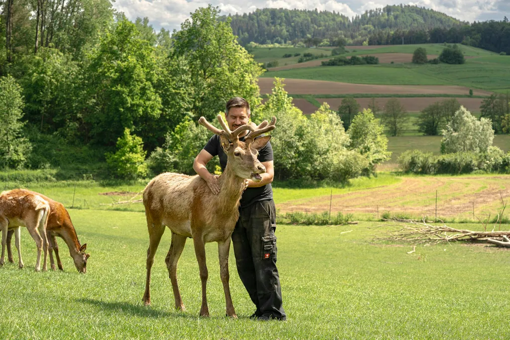 Wiese am Hirschgehege