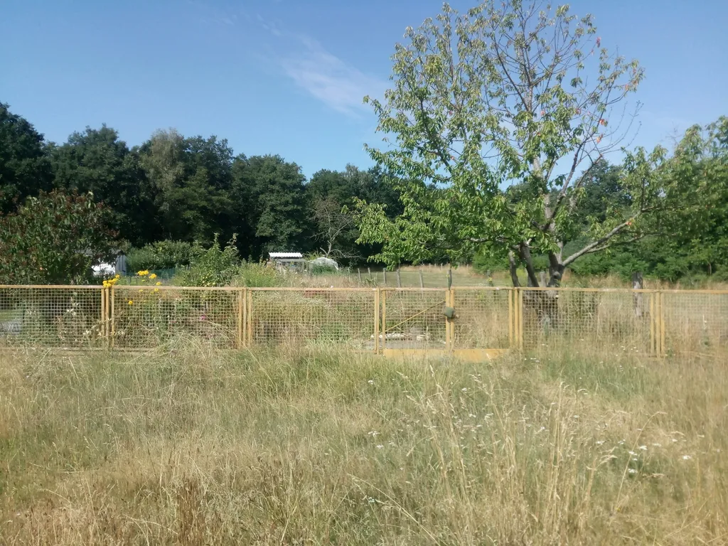 Schöne Wiese am Waldrand – Niemegk