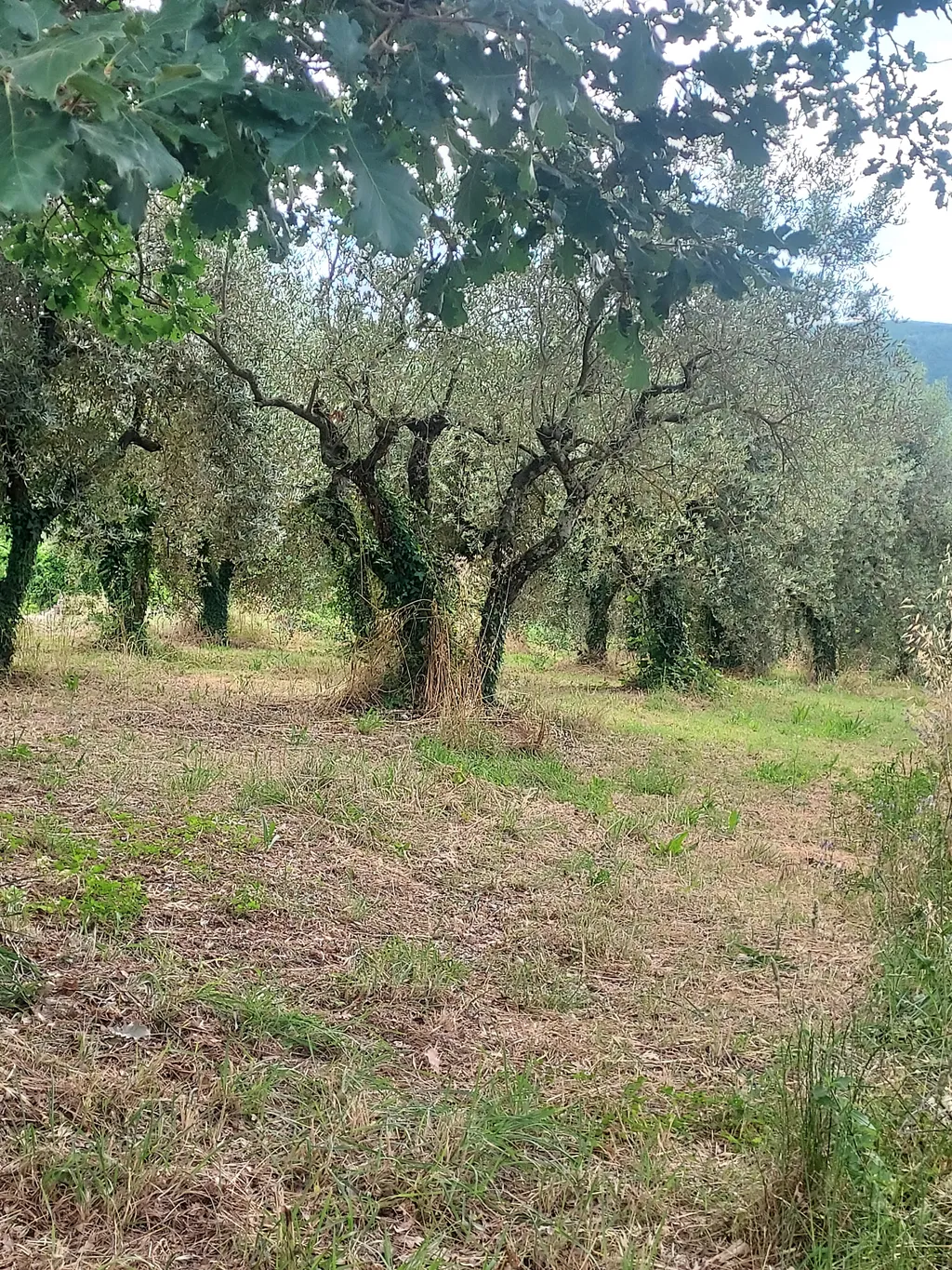 Umbria Verde 2