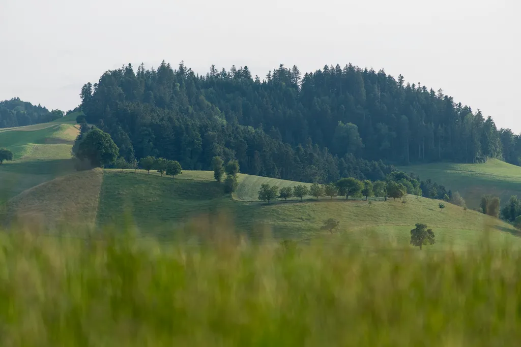 Studenhüsli, Baumallee