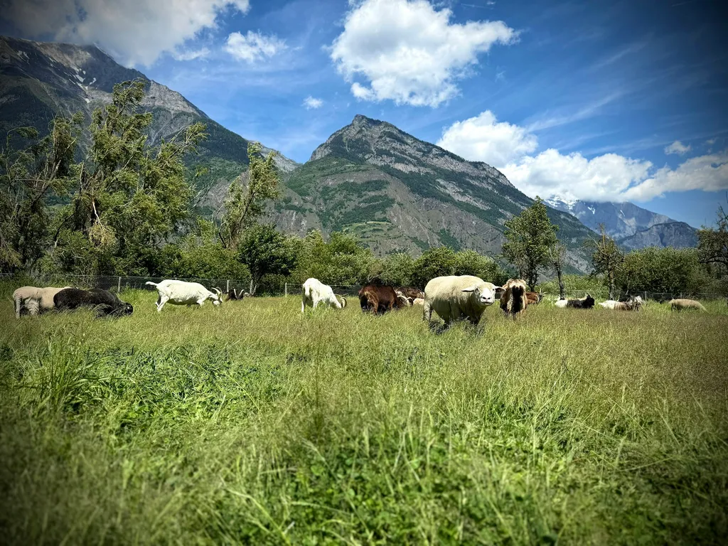Au ❤️ du Valais, avec des animaux !