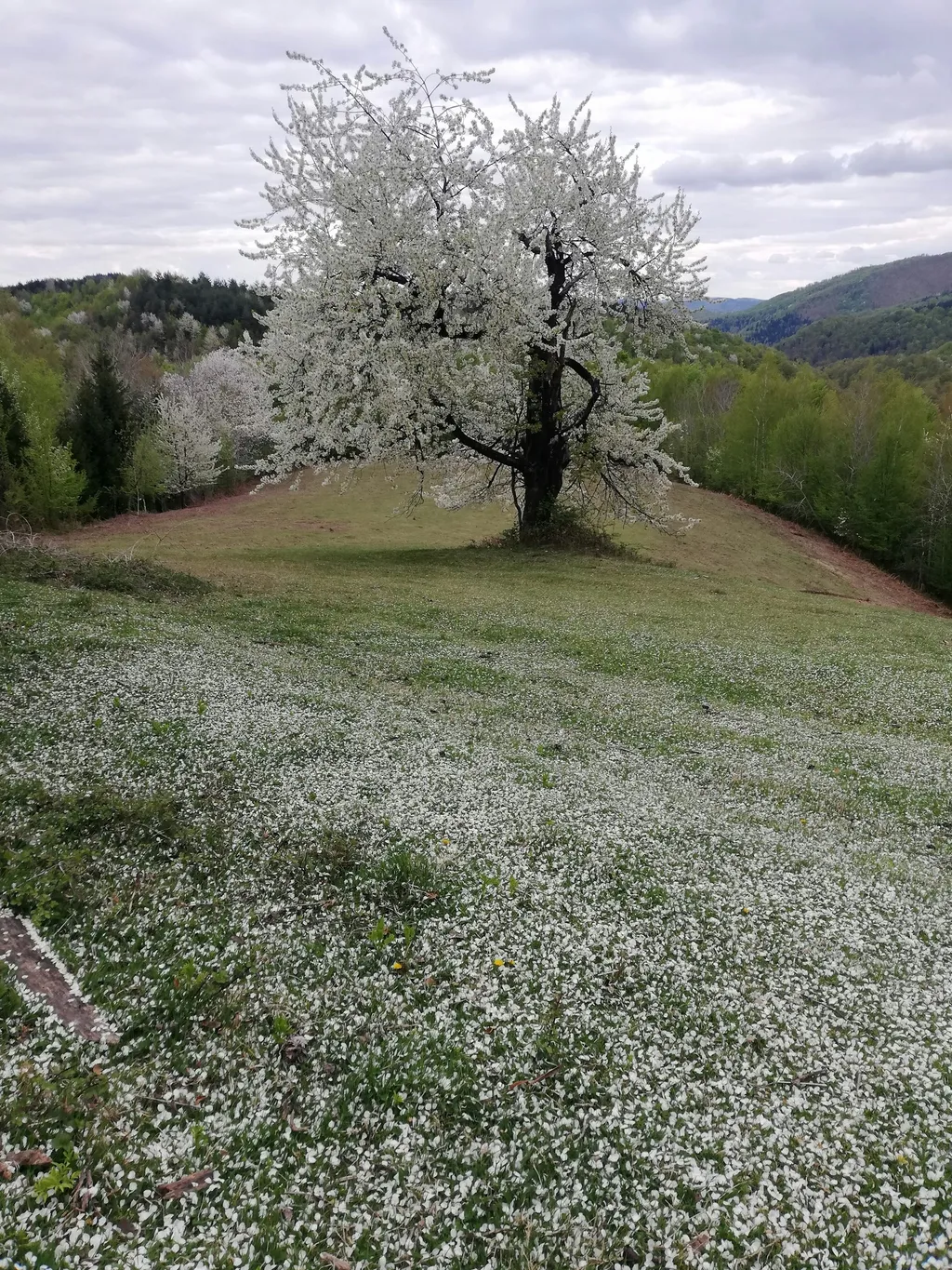 Biosfera