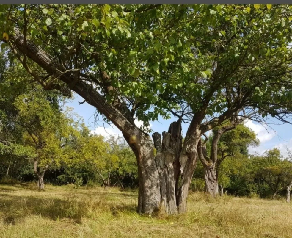 Apfelwiese mit Pferd und Schaf, waldnah und ruhig.