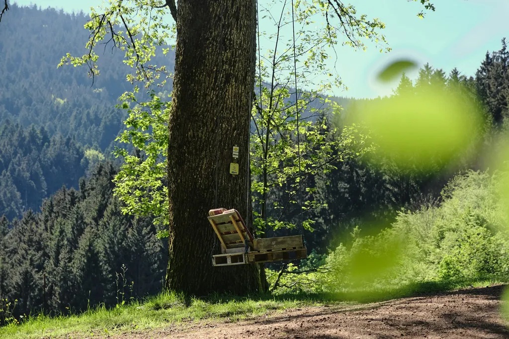 Bühl - Beim Naturdenkmal 🌳Eiche🌳