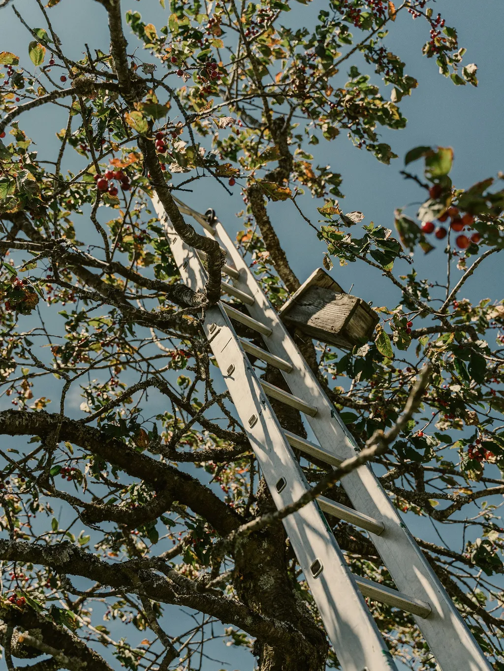 Wiesli beim Garteggwald