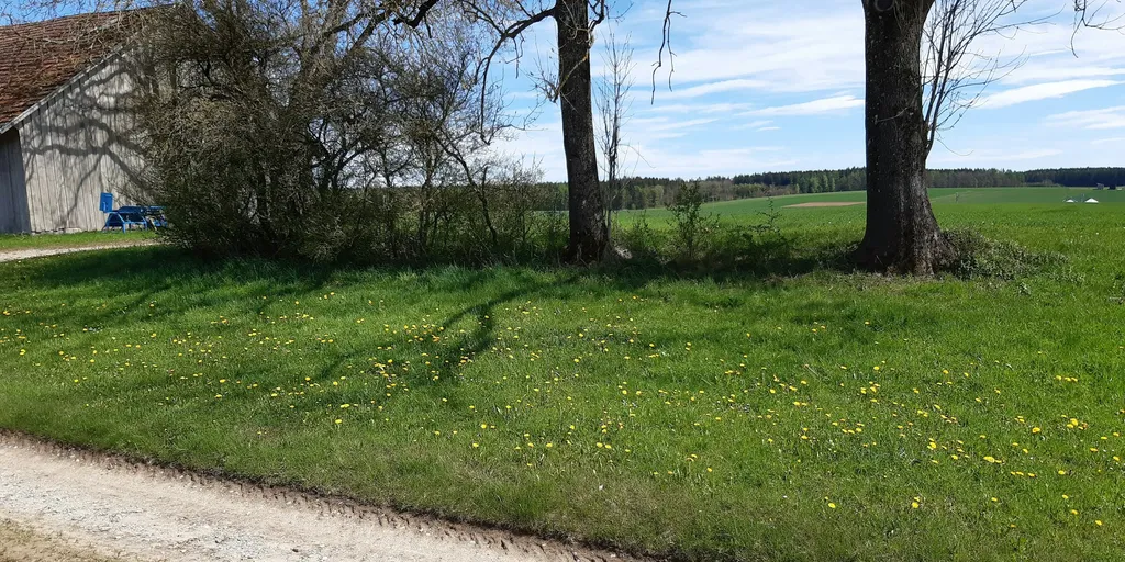 Unter den alten Eschen