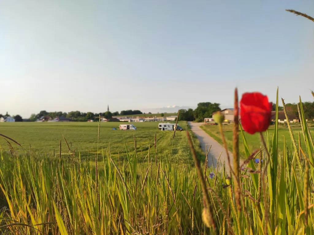 Wiese mit Blick auf die Kuhweide