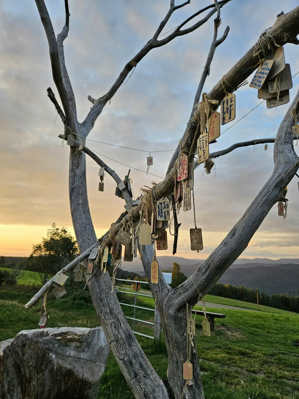 Beim Baum der Träume (Schwarzwald)