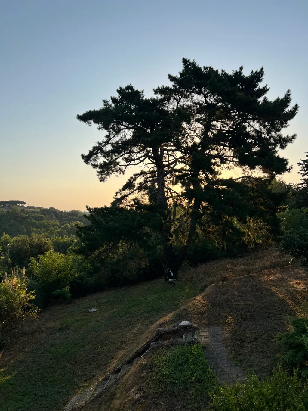 Camping among olive trees