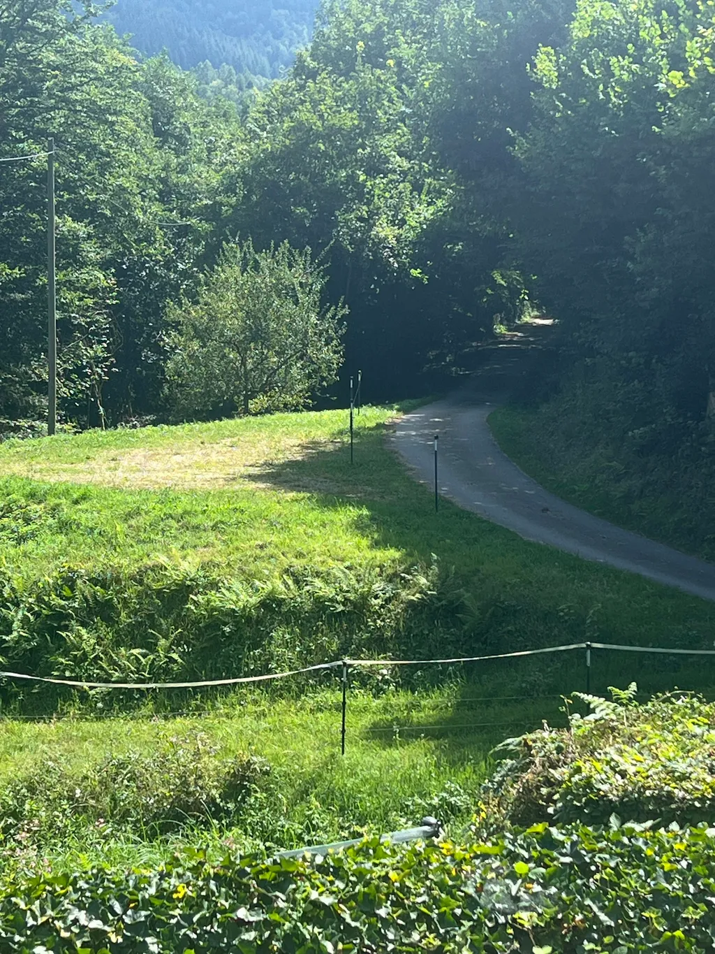 Camp - Schauinsland Lamas