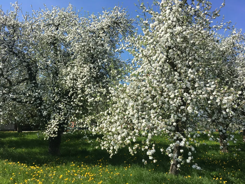 Apfel-Hochstämme in voller Blüte