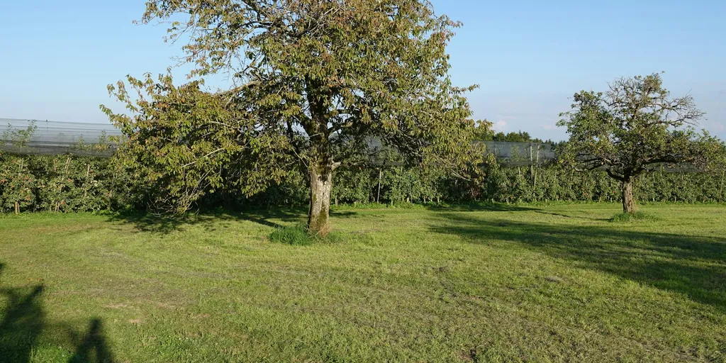 Am Kirschbaum