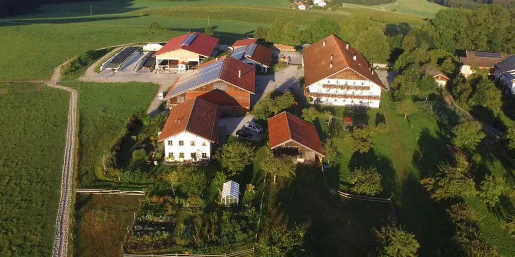 Camping auf dem Biohof neben Kühen