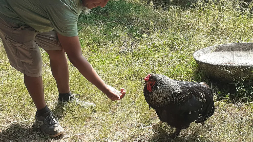 L'oliveraie Taurine et permaculture.