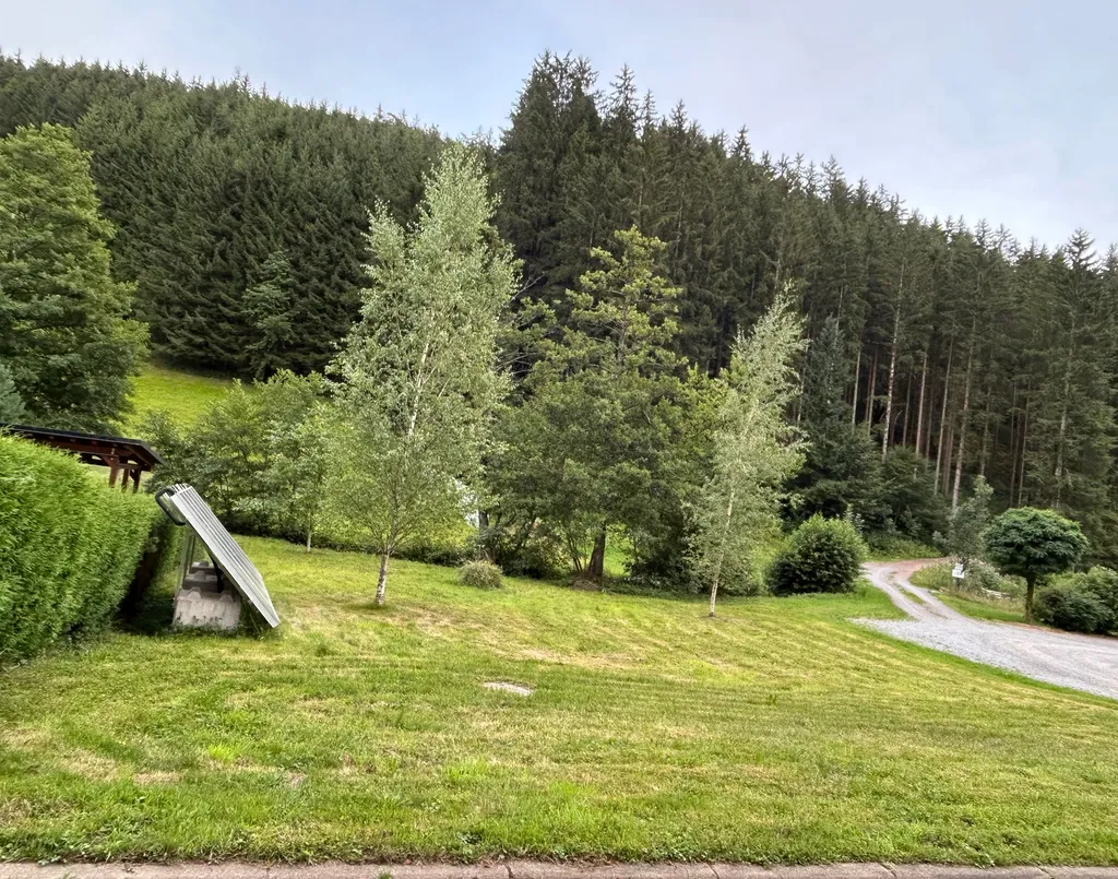 Wunderschöne Wiese umgeben von Wald und Natur
