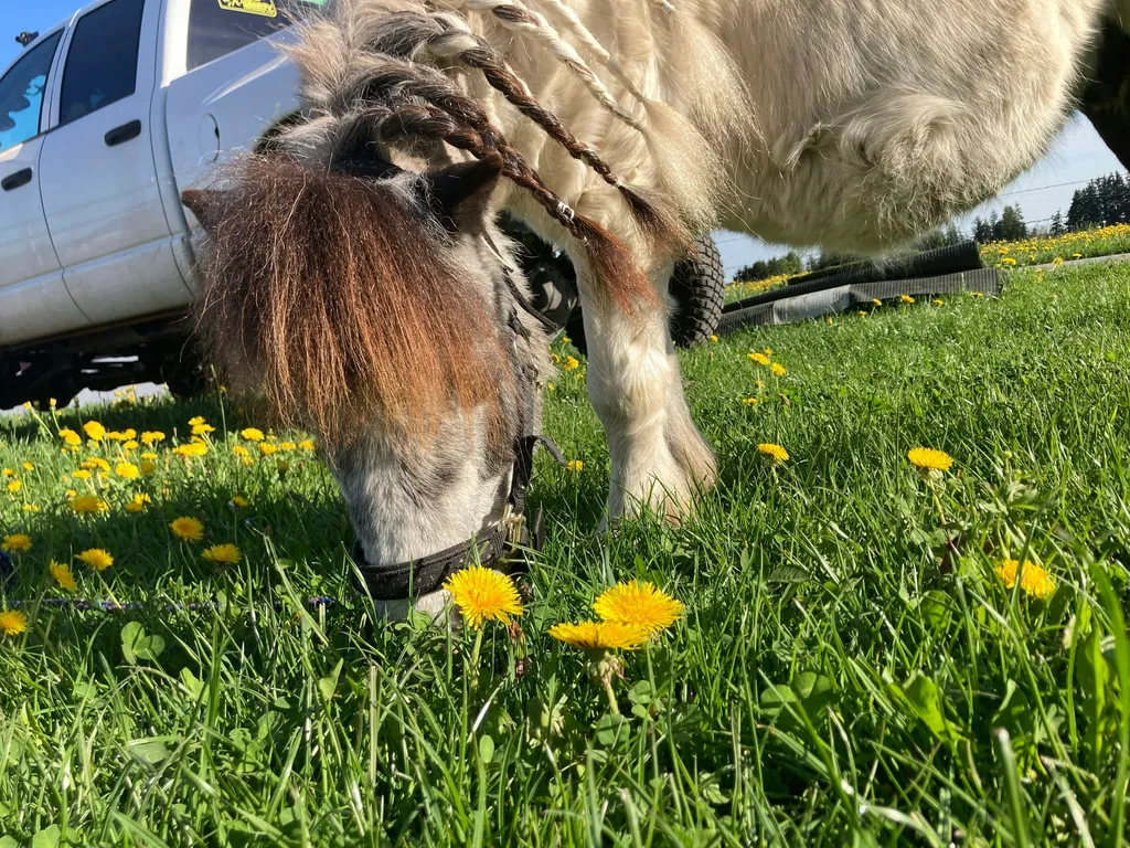 Idylle mit Seeblick und Pferden