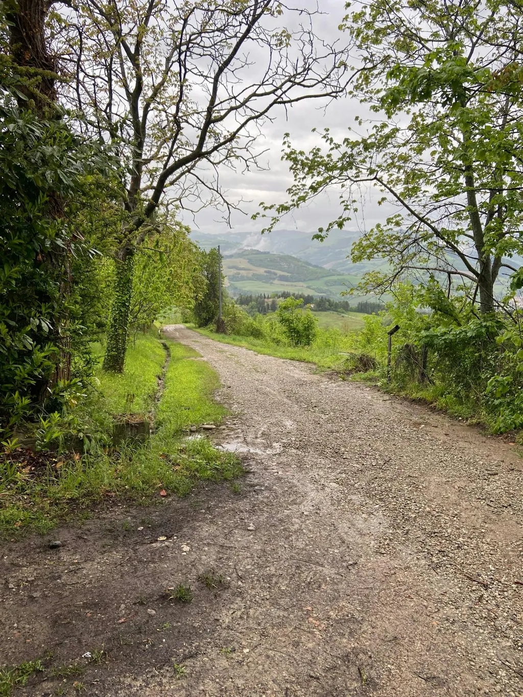 Campeggia nel bosco