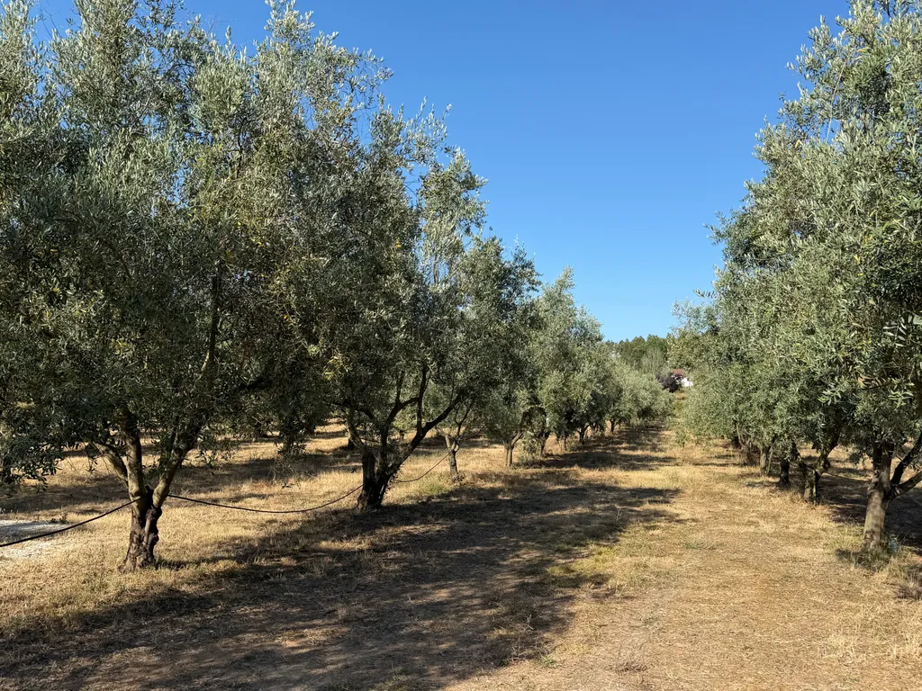 Camp in an Olive Grove & Tour our Historic Mill