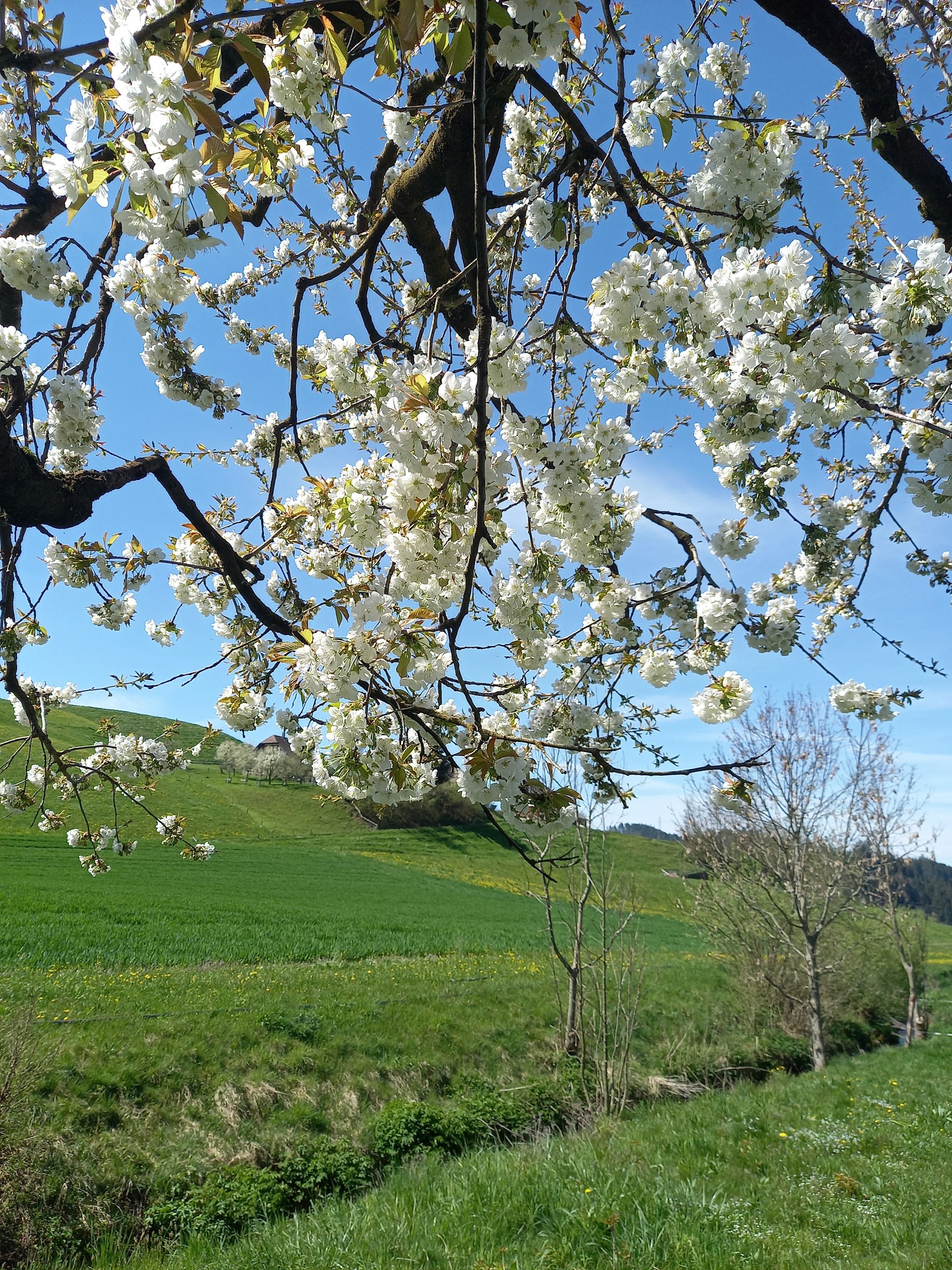 Am rauschenden Bächlein