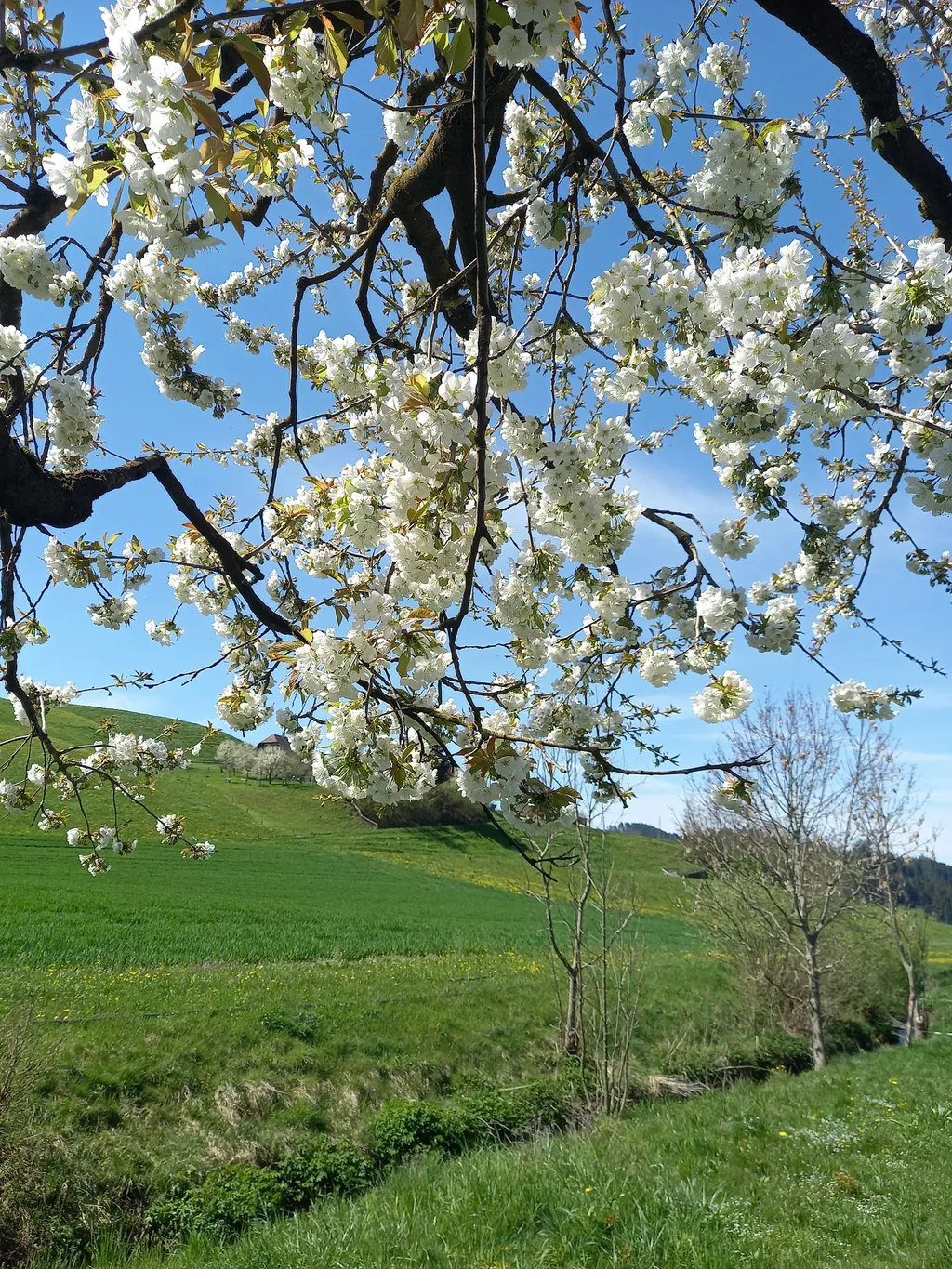 Am rauschenden Bächlein