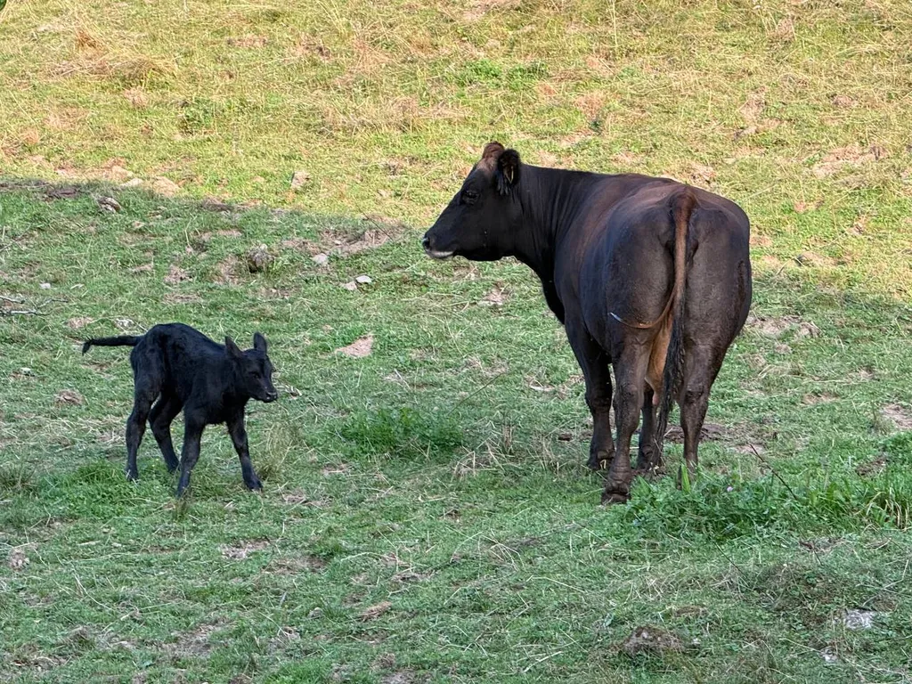 Bauernhof Camping über dem Lauerzersee