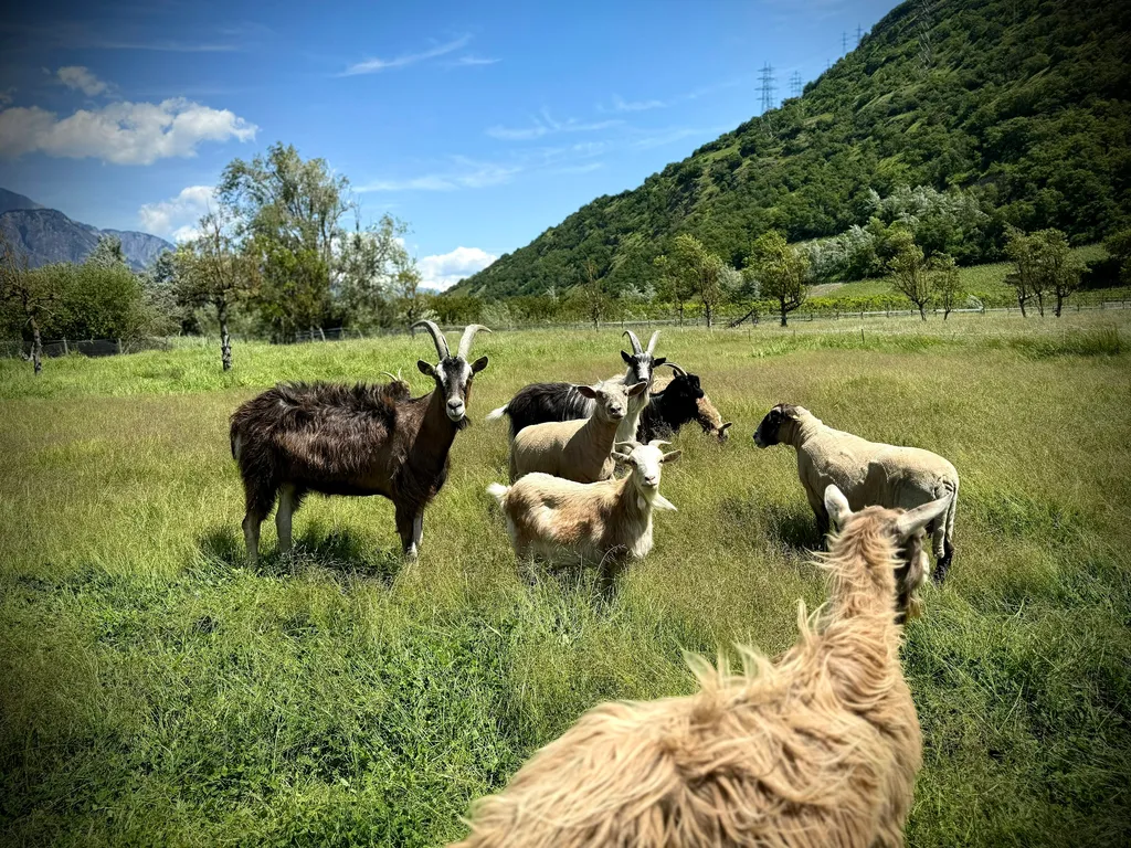 Au ❤️ du Valais, avec des animaux !