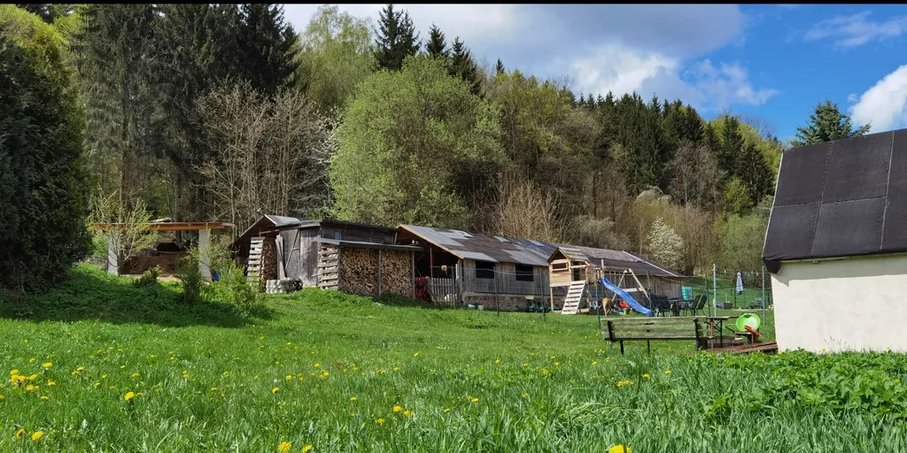 Bei den Pferden am Waldrand