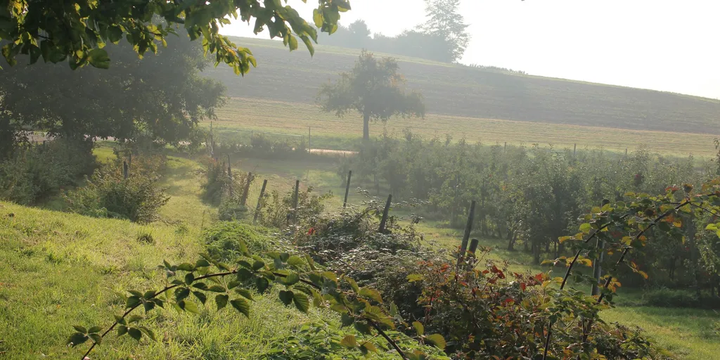 Anhöhe Alpenblick, Nahe Obstbäumen