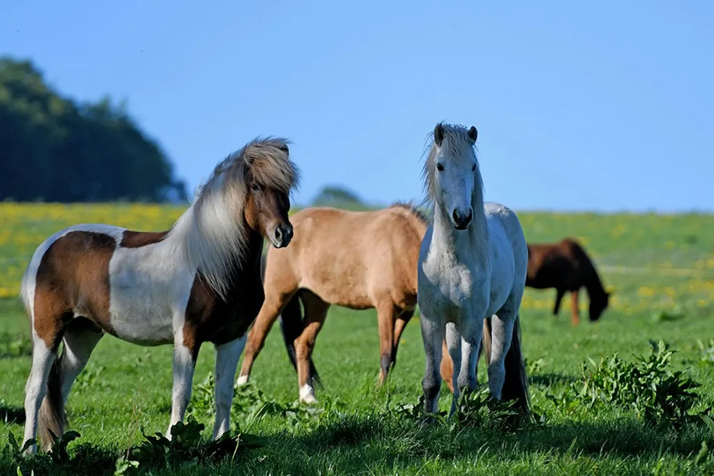 Natur pur im Pferdeparadies