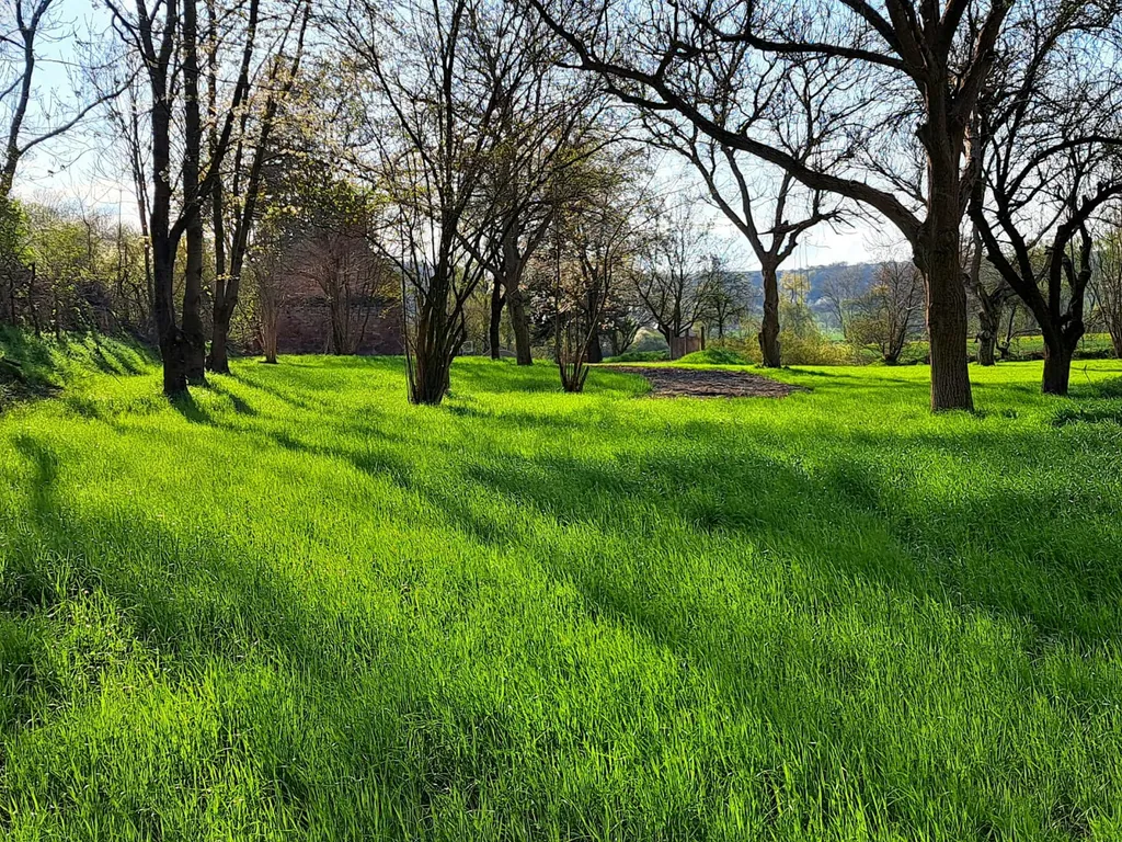 Stellplatz unter Kirschbäumen
