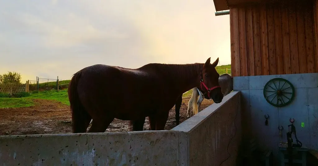 Pferderanch im sonnigen Nebelberg
