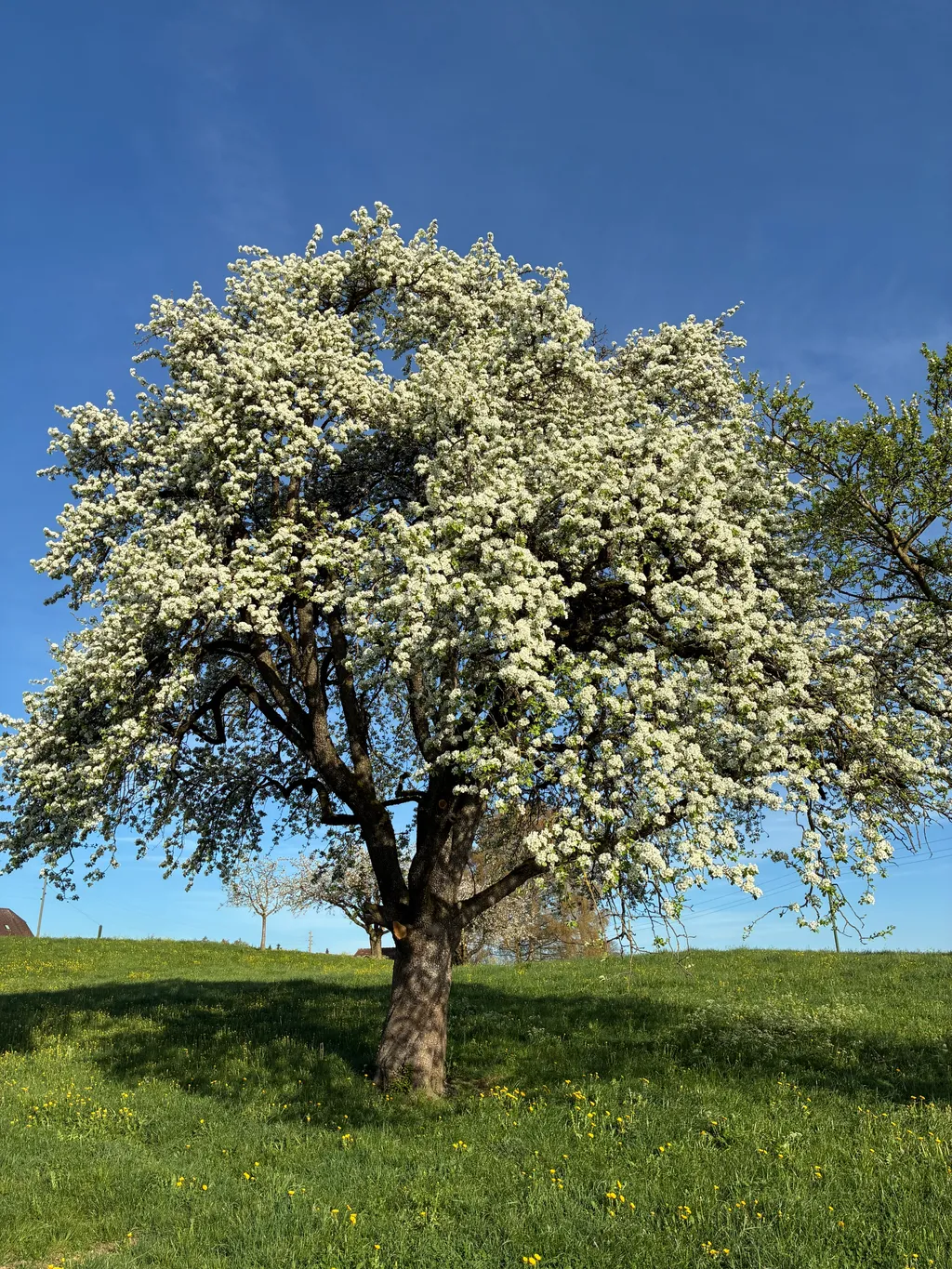 Sérénité, farmlife, camp, Cherry blossom special