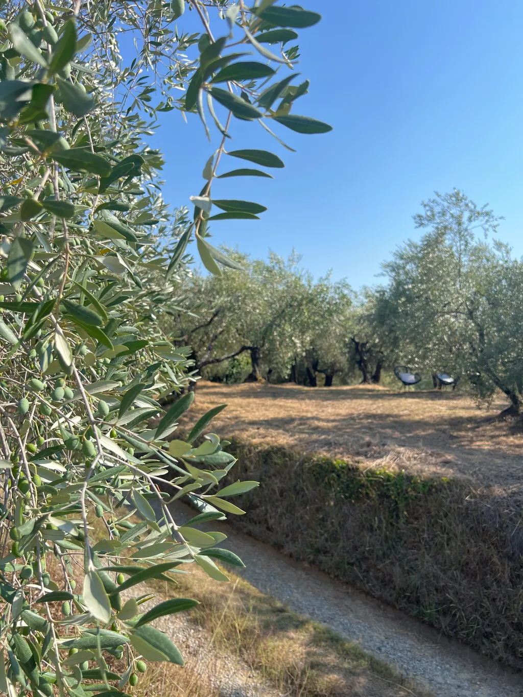 Camping among olive trees