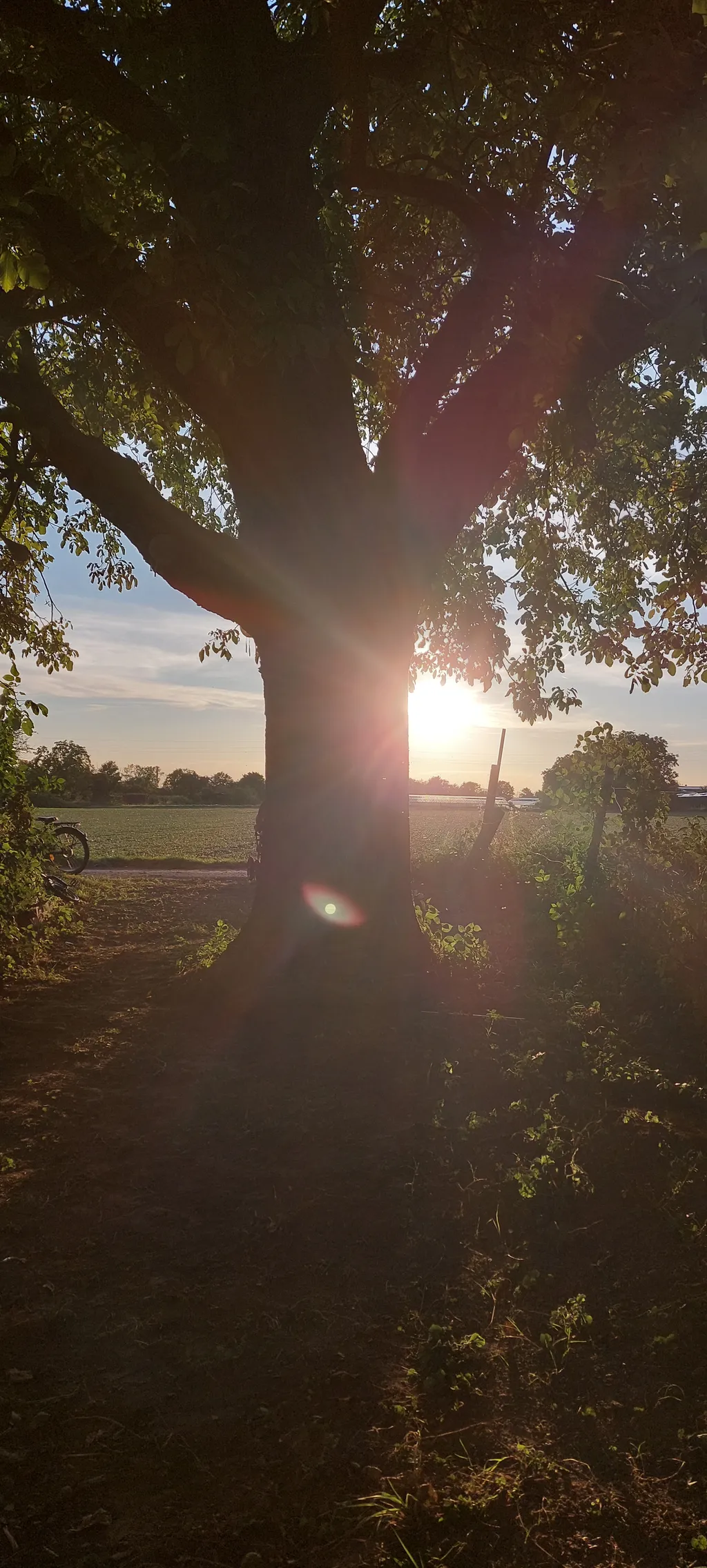 Sunset unterm größten Nussbaum