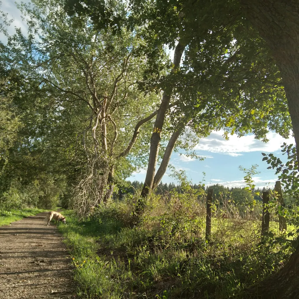 Eifel Mädchen avatar