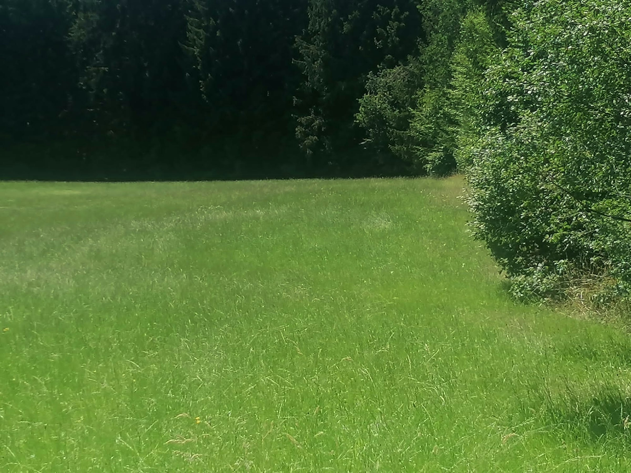 Wiese mit Waldaussicht und Ruhe