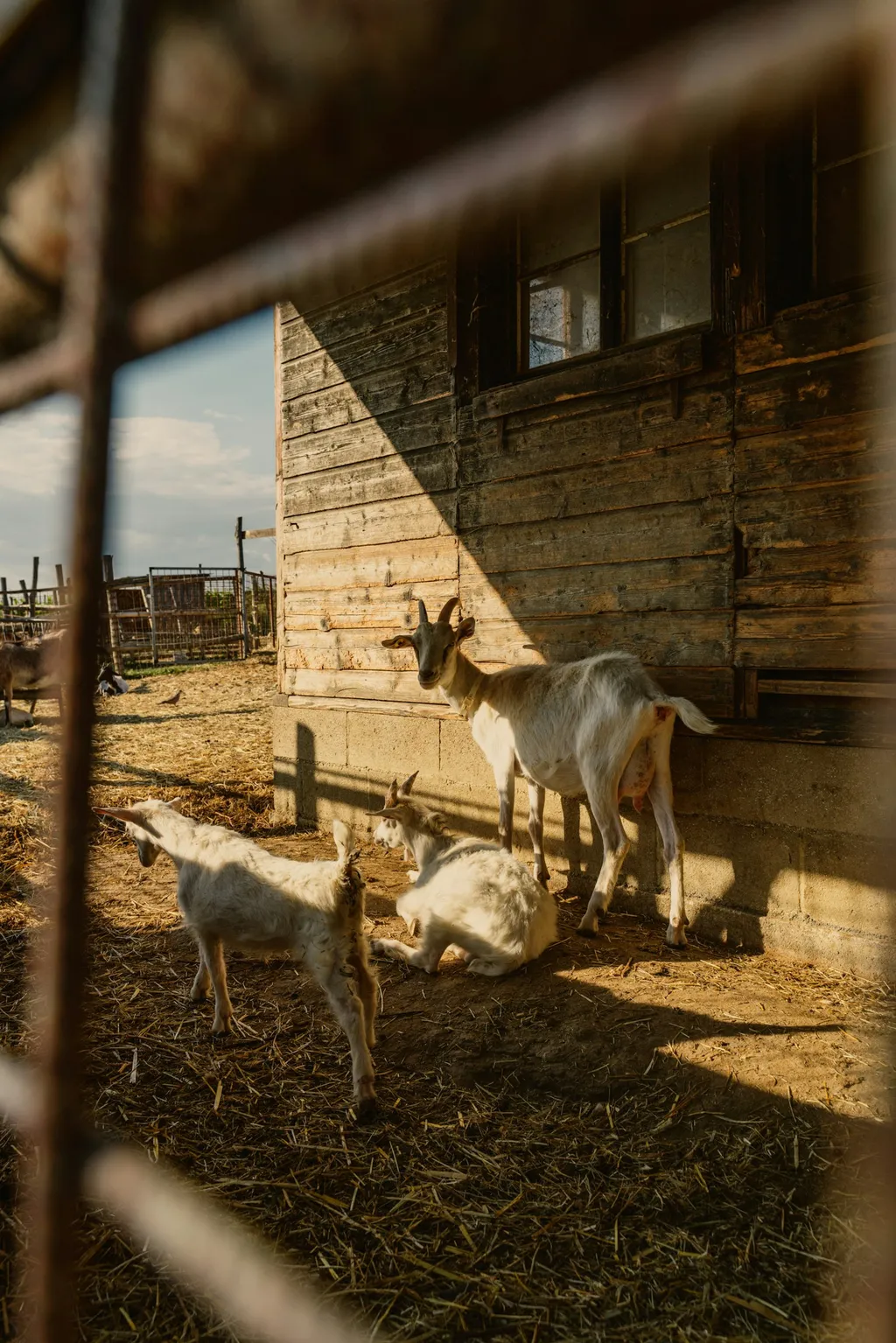 Podere il Casale Tenda