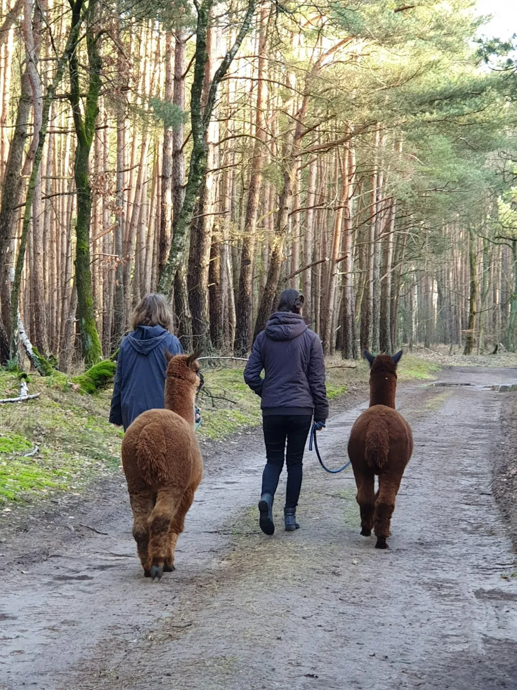 Alpacanaturcamp