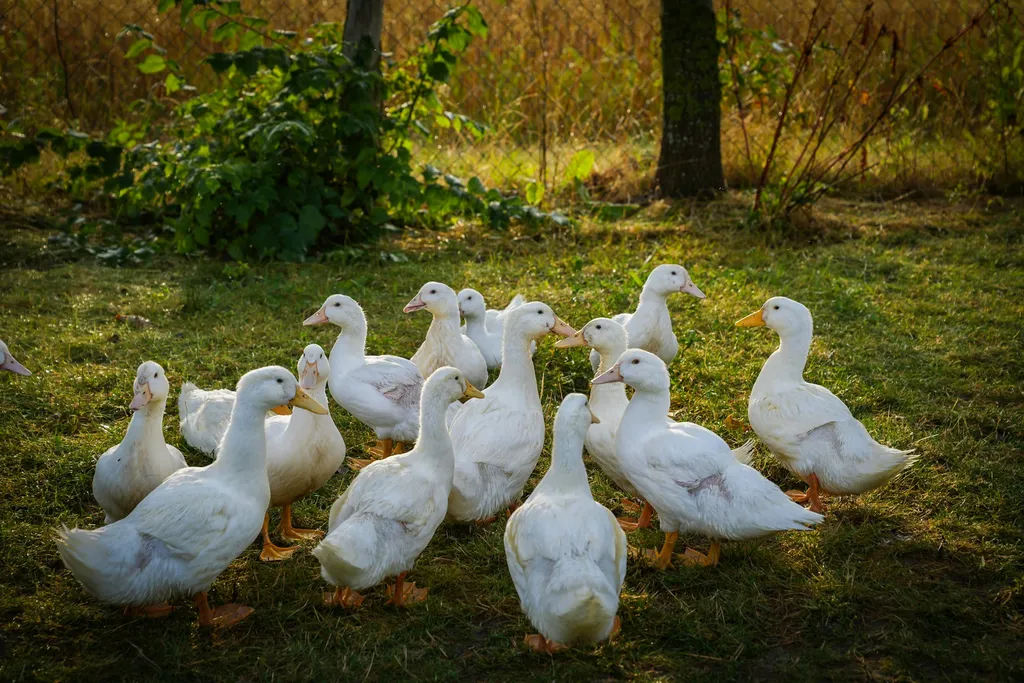 Obstwiese in Ostseenähe bei Wismar
