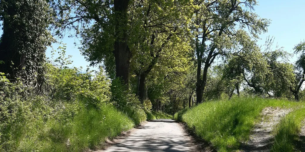 Unter den alten Eschen