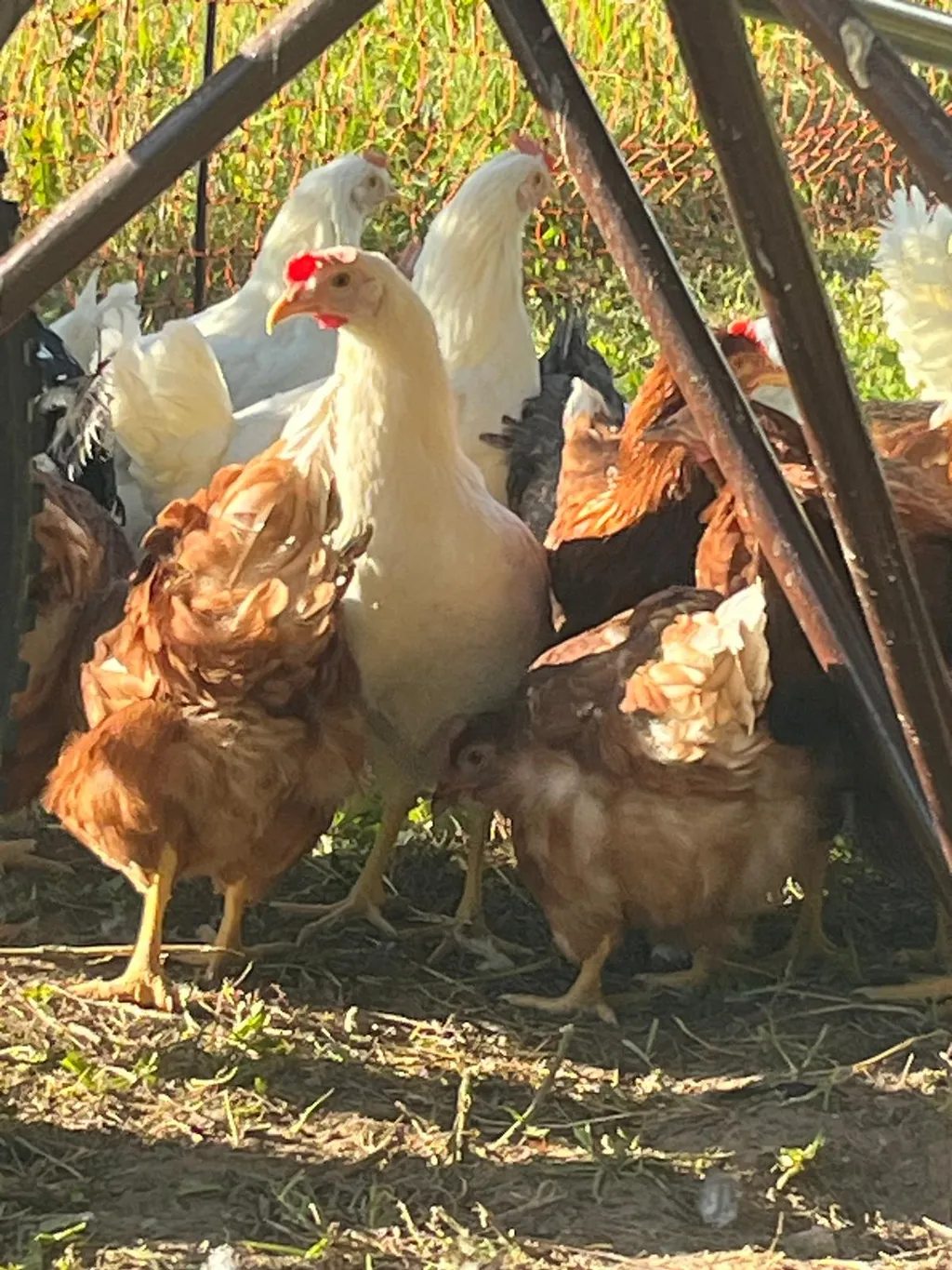 Parking on organic farmland