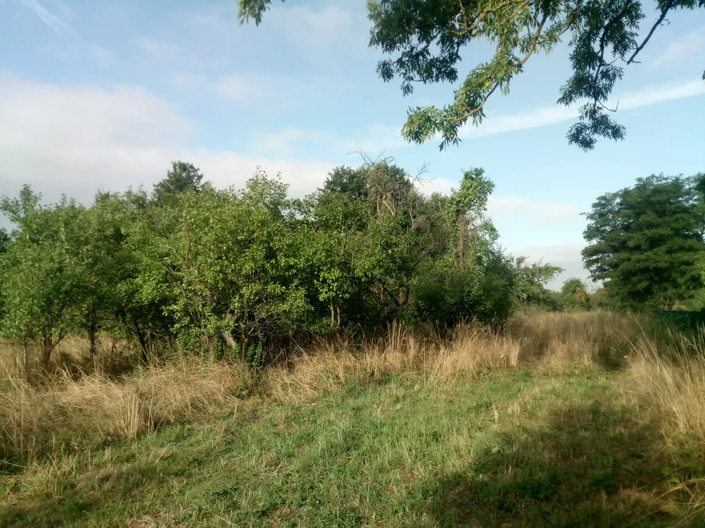 Aufwachen an der Obstwiese