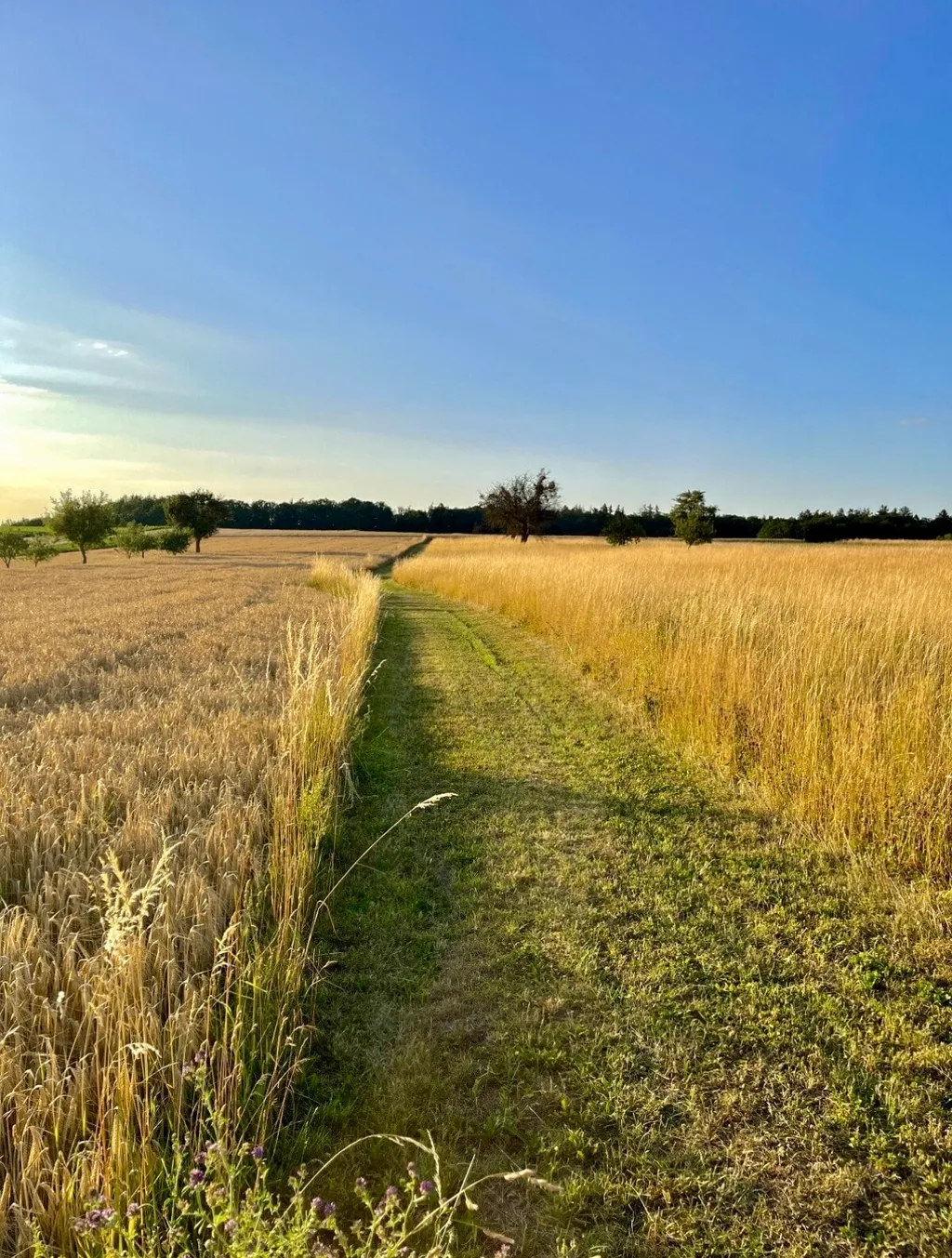 Entspannung im Grünen - nahe Baumwipfelpfad Ebrach
