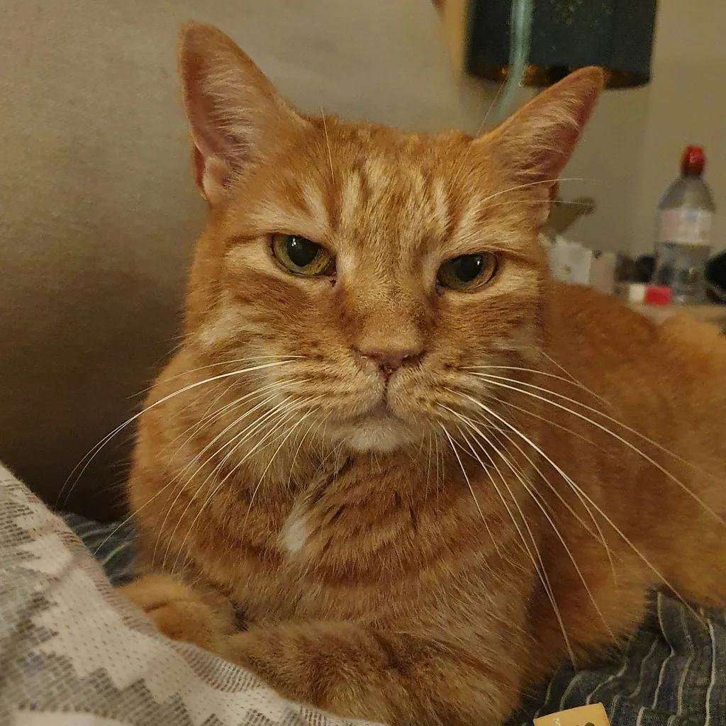 Profilbild von Claudio