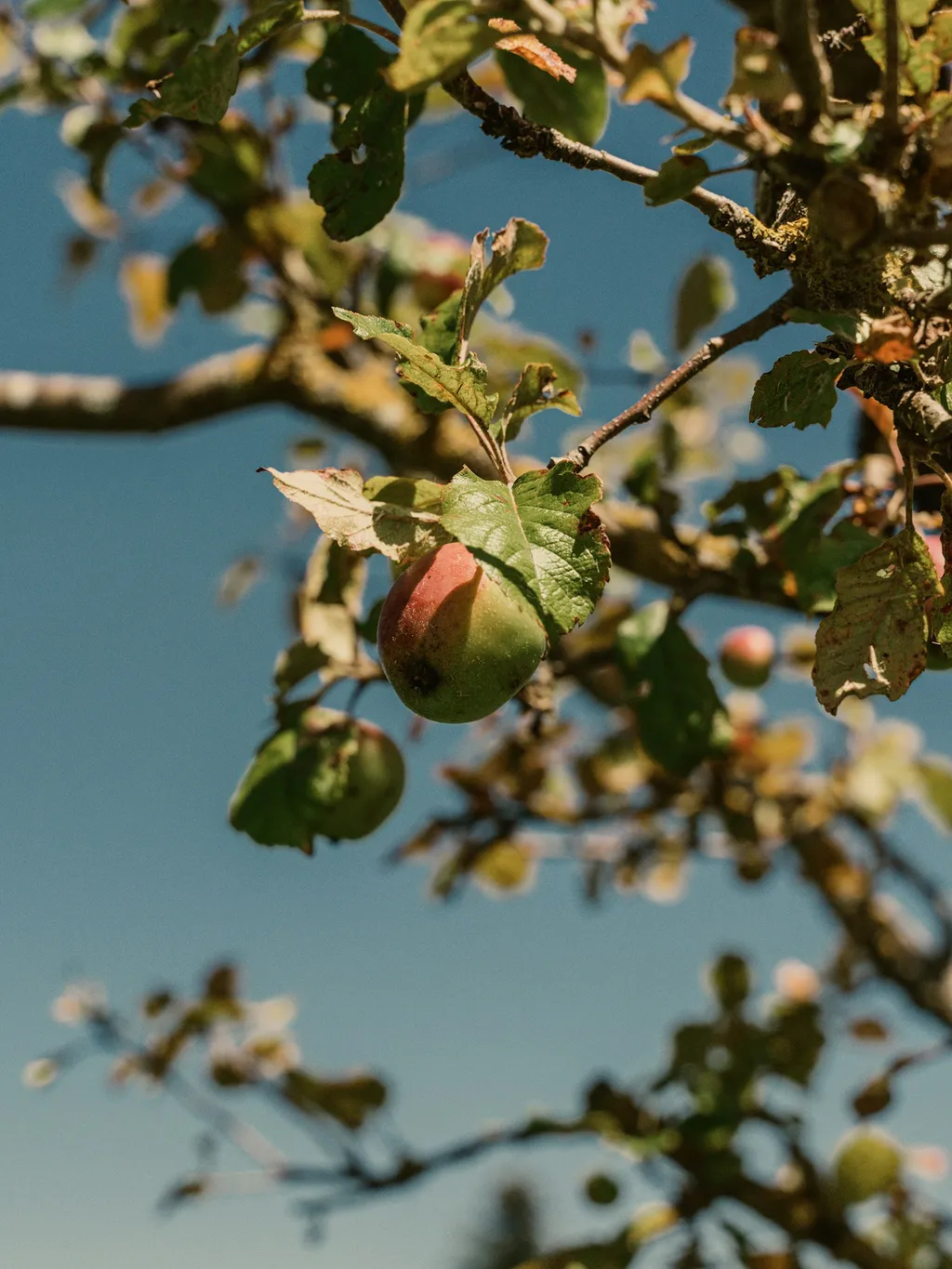 Wiesli beim Garteggwald