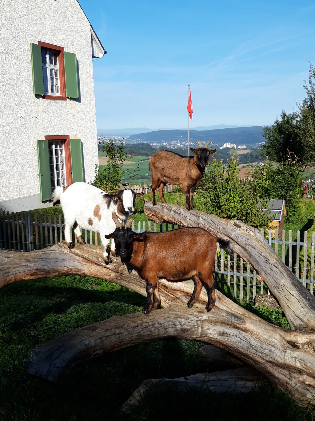 "Fläckli", "Struppi" und "Browni"