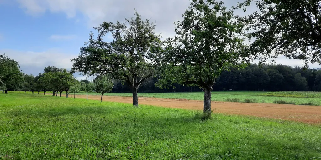 Bio-Streuobstwiese zum Entschleunigen