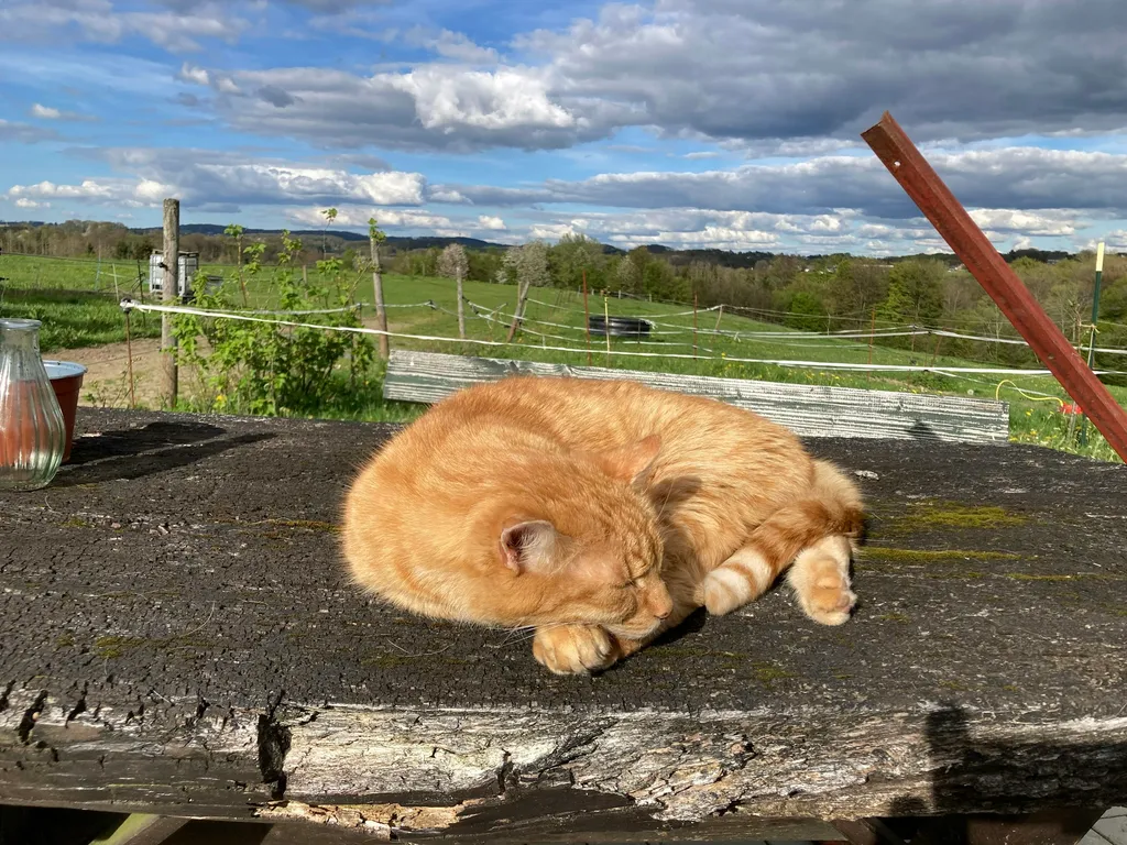 Offenstall Schwellenbach