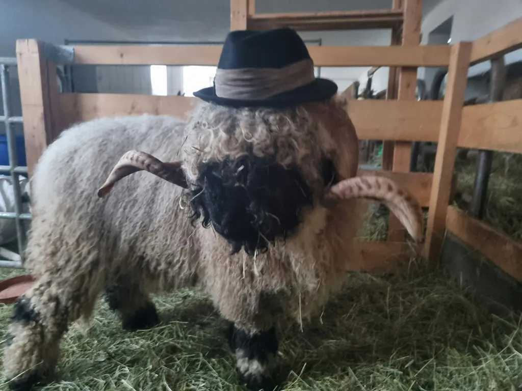 Höchster Punkt des Gmundnerberges